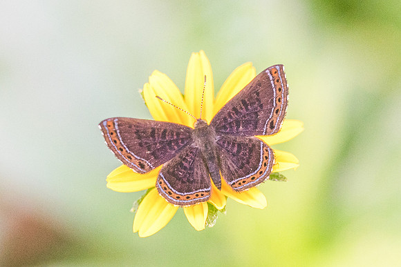 Detritivora gynaea --3366