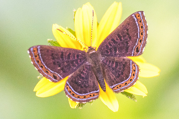 Detritivora gynaea --3370