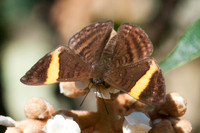 Emesis cypria guppyi-7374 - Mesa de los santos - 26/07/15