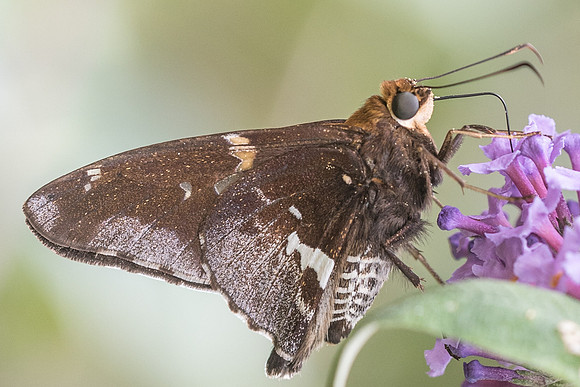Epargyreus exadeus cruza-2815