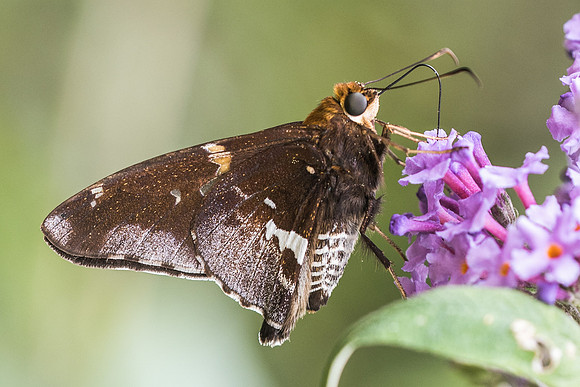 Epargyreus exadeus cruza-2819