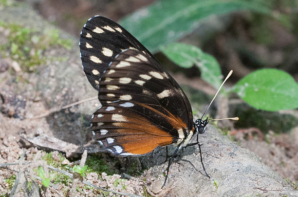 Eresia stricta --9437