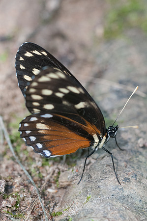 Eresia stricta --9441