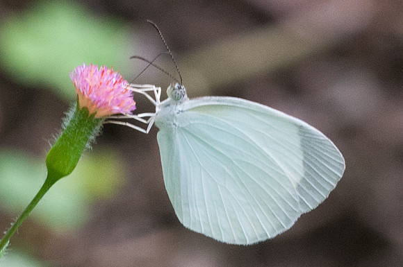 Eurema albula-6107- San Gil (Gallineral) - 24/07/15