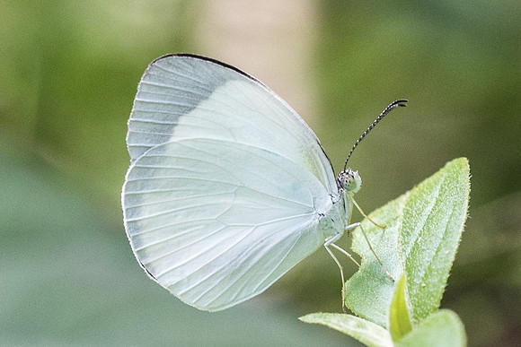 Eurema albula albula-3273 - Bucaramanga - 16/05/19