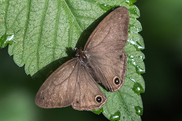 Euptychoides laccine-2274