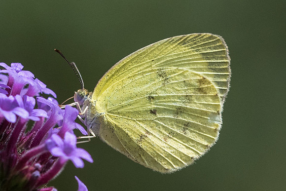 Eurema nise -2564 - Mesa de los santos - 15/05/19