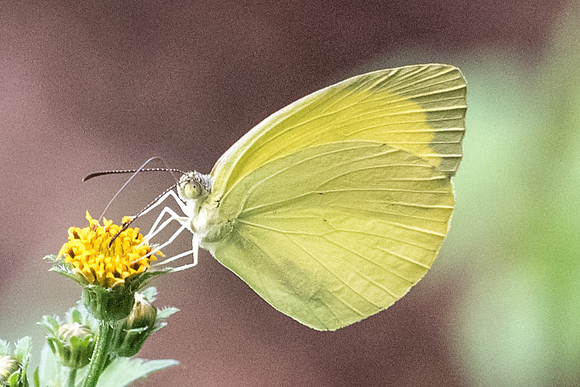 Eurema sp-1882 - Mesa de los santos - 14/05/19