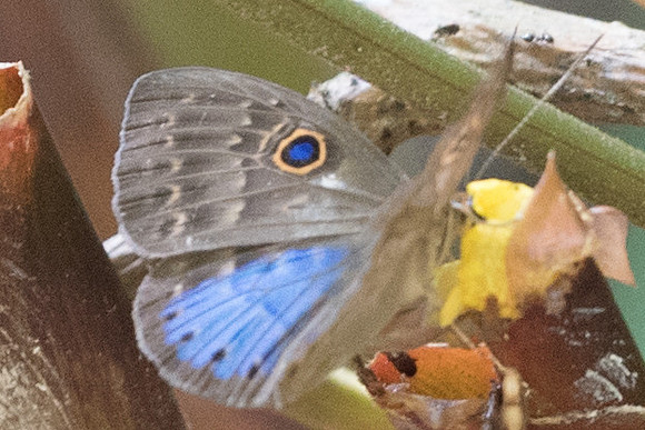 Eurybia lycisca -3421