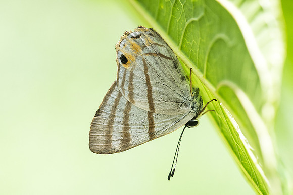 Euselasia corduena -1728