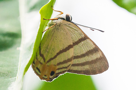 Euselasia corduena-8812