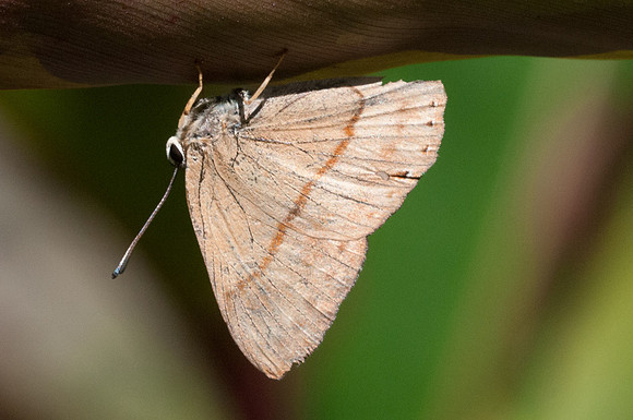 Euselasia midas-6457 - Mesa de los santos -25/07/15