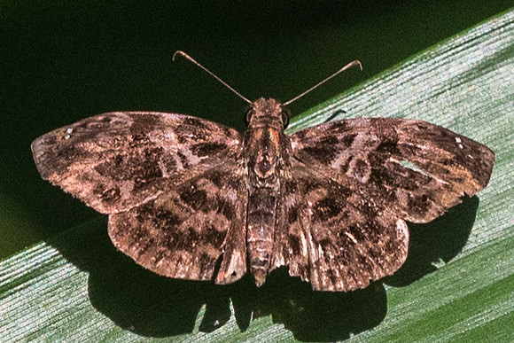 Gorgythion beggina-3384