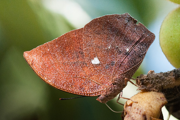 Fountainea ryphea ryphea-