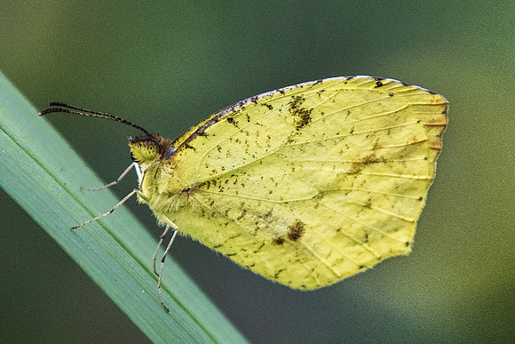 Eurema xanthochlora-7605 - Recinto del pensamiento - 8/05/19