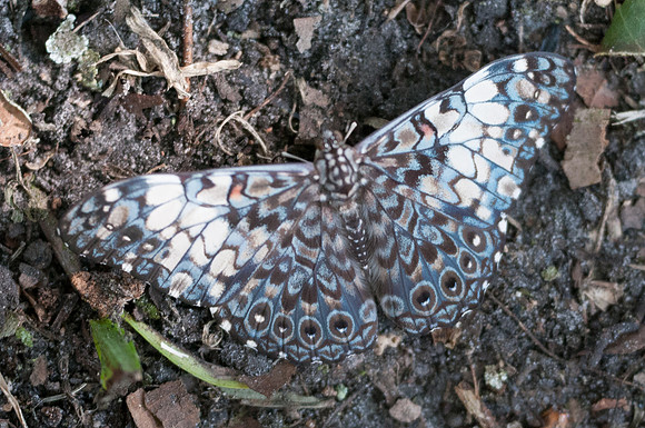Hamadryas fornax