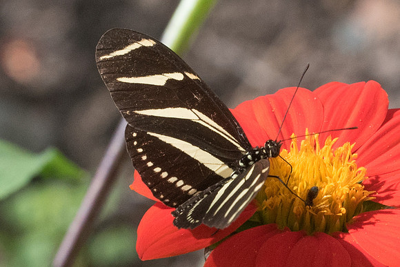 Heliconius charithonia bassleri-2721