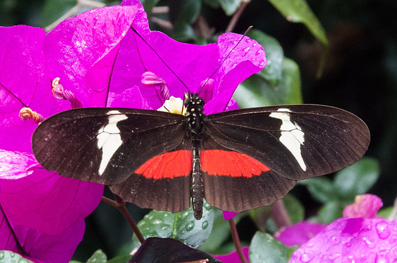 Heliconius clysonymus clysonymu-4642