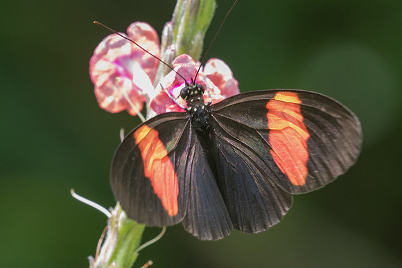 Heliconius melpomene melpomene-2544 - Mesa de los santos - 15/05/19