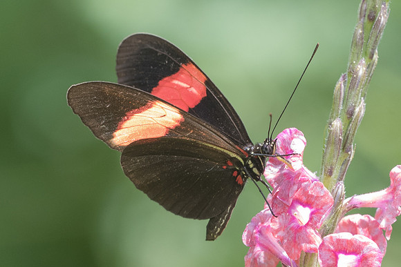 Heliconius melpomene melpomene-2548