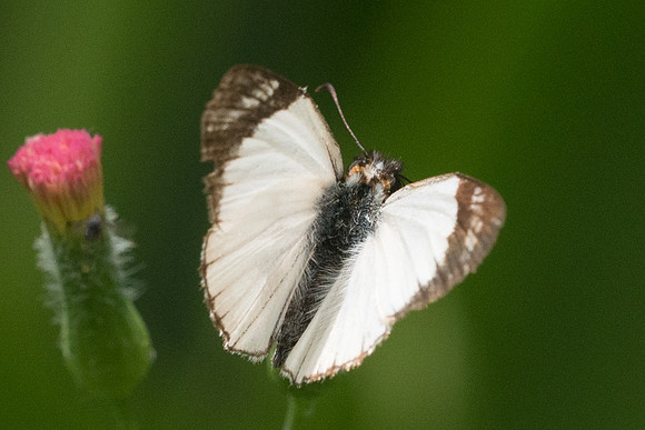 Heliopetes alana-1742
