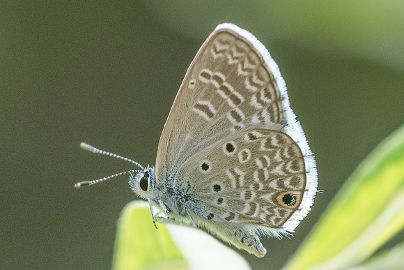 Hemiargus hanno-2566 - Mesa de los santos - 15/05/19