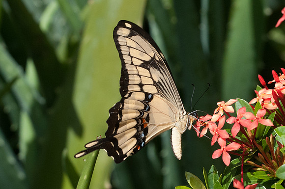 Heraclides thoas nealces-9762- Bucaramanga - 1/08/15