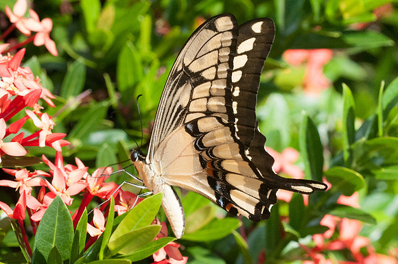 Heraclides thoas nealces-9789 - Bucaramanga - 1/08/15