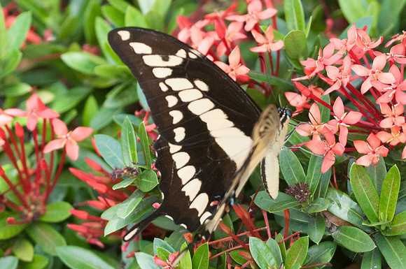 Heraclides thoas nealces-9810 - Bucaramanga - 1/08/15