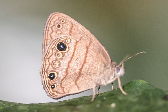 Hermeuptychia fallax-2178