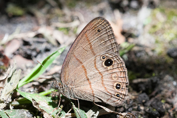 Hermeuptychia harmonia-6639