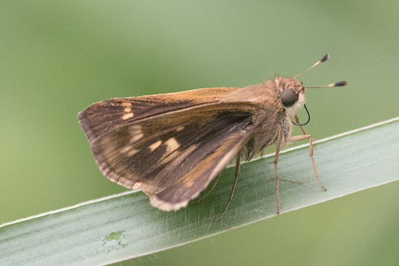Hylephila phyleus phyleus id??_1927