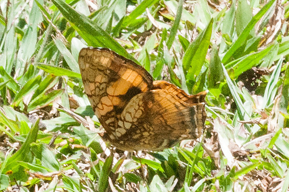Hypanartia lethe lethe-6641