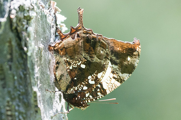 Hypna clytemnestra-6594