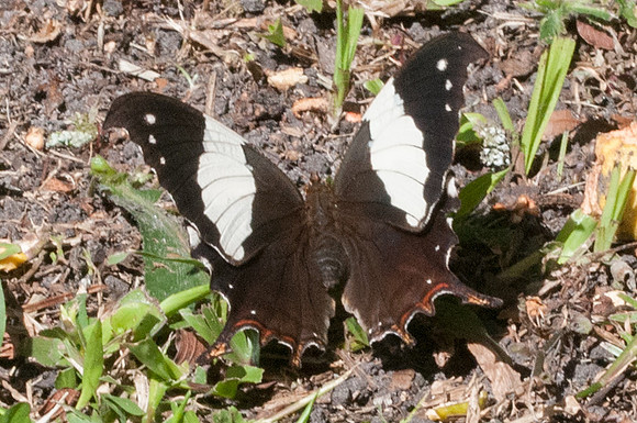 Hypna clytemnestra-7597