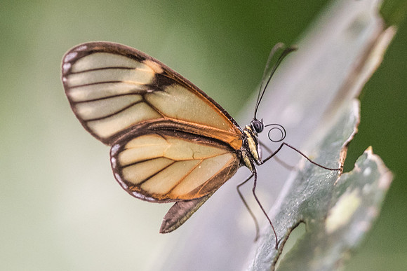 Ithomia sp-1991