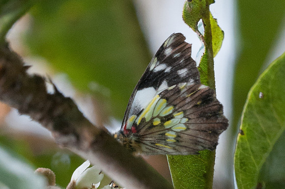Leodonta dysoni-7755 - Mesa de los Santos - 26/07/15