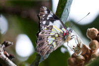 Leodonta dysoni-7762 - Mesa de los Santos - 26/07/15