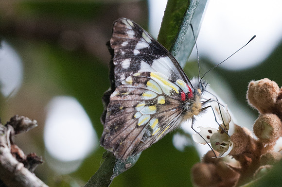 Leodonta dysoni-7762 - Mesa de los Santos - 26/07/15