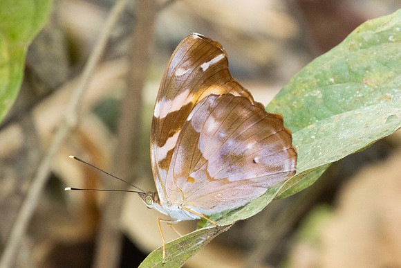 Herona marathus-1228  - Chiang Dao - 17/03/25