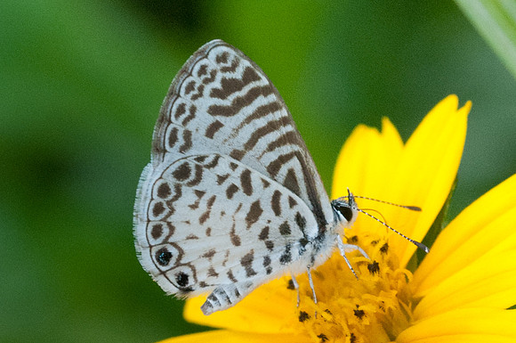 Leptotes bathyllos-2