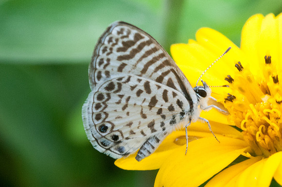 Leptotes bathyllos-9821 - Bucaramanga - 1/08/05