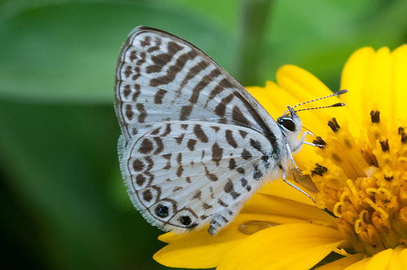 Leptotes bathyllos-9823