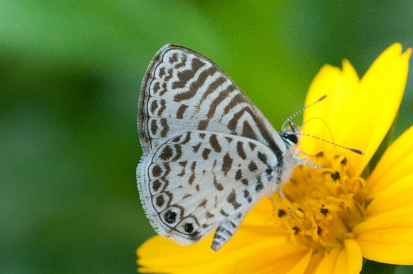 Leptotes bathyllos-9902