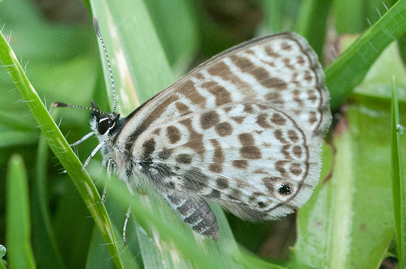 Leptotes cassius-4691 - 20/07/15 - Villa de Leyba