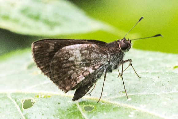 Lucida lucia scopas-7215