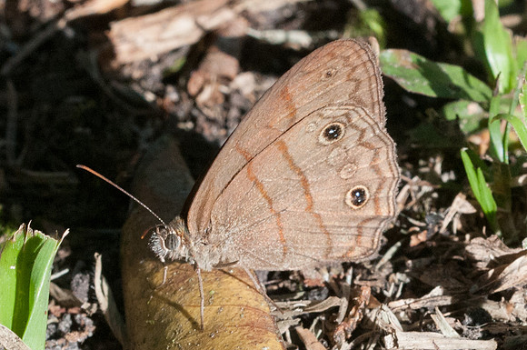 Magneuptychia alcinoe-7435