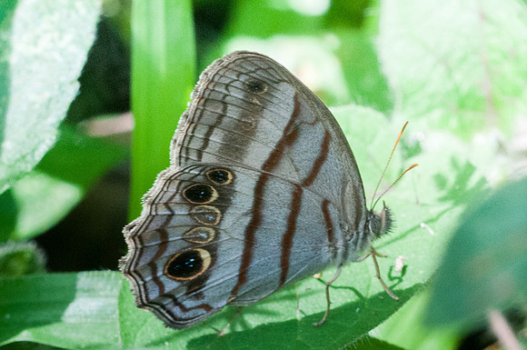 Magneuptychia libye-9457