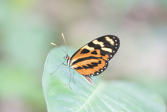 Mechanitis lysimnia-3510