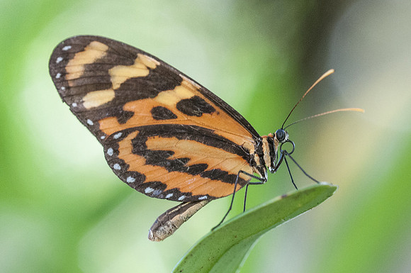 Mechanitis lysimnia-7690